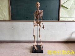 ☆インドネシア ドブネズミ（ブラウンラット）の骨格標本 ※台座付