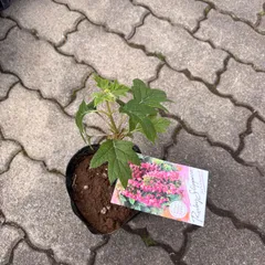 【来季開花株】柏葉あじさい ルビースピリッツ 4.5号苗 ／ 希少品種 赤花 落葉低木 庭木 ドライフラワー