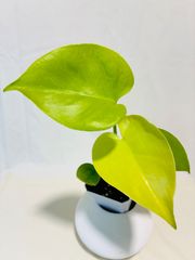 モンステラ デリシオーサ Monstera deliciosa 'Gold Monster' 新種