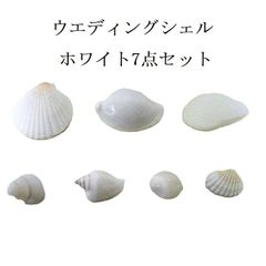 ピンク貝 コンク貝 貝殻 貝殻オブジェ 貝殻置物 希少 標本 インテリア