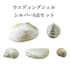 ピンク貝 コンク貝 貝殻 貝殻オブジェ 貝殻置物 希少 標本 インテリア