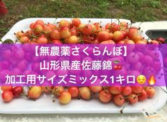 山形県産さくらんぼ 加工用1キロバラ詰め サイズミックス 朝採り配送