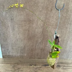 オンシジューム リトルエンジェル 現品 Oncidium Little Angel  観葉植物 観葉 植物  着生ラン 着生 ラン 蘭 オーキッド 吊り下げ 吊るす ハンギング インテリア 花 おうち時間 グリーン  板付のサムネイル