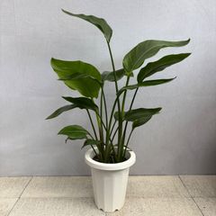 ストレリチア オーガスタ 10号 3株植え 観葉植物 ストレリチア オーガスタ 3株植え 10号 高さ鉢下から約120