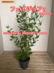 S@T@ 新築計画！絶賛断捨離中(^^)様専用ページ フェイジョア