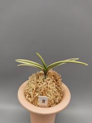 富貴蘭 椿 極希少種で赤花 滅多に手に入らない種 - メルカリ