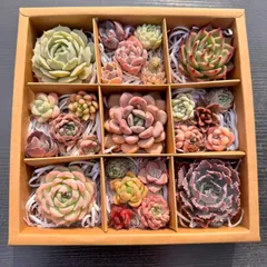 新入荷 多肉植物 25苗セット エケベリア中心 カット苗 詰め合わせ 第四種郵便 KT01