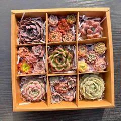 新入荷 多肉植物 25苗セット エケベリア中心 カット苗 詰め合わせ 第四種郵便 KT03