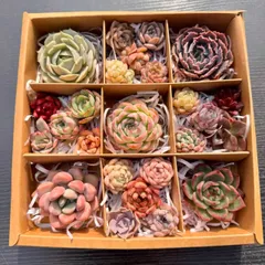 新入荷 多肉植物 25苗セット エケベリア中心 カット苗 詰め合わせ 第四種郵便 KT04