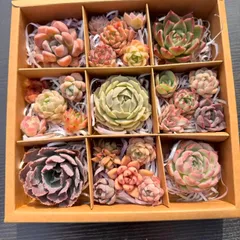 新入荷 多肉植物 25苗セット エケベリア中心 カット苗 詰め合わせ 第四種郵便 KT05