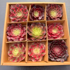 新入荷 多肉植物 9苗セット アエオニウム中心 カット苗 詰め合わせ 第四種郵便 KT06