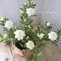 八重咲き♡姫クチナシ♡クチナシ♡のサムネイル