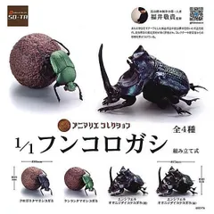 スネブトタマオシコガネ スカラベ糞虫フンチュウ昆虫標本 パキソマ