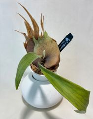 モンステラ デリシオーサ Monstera deliciosa 'Gold Monster' 新種