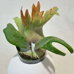 モンステラ デリシオーサ Monstera deliciosa 'Gold Monster' 新種