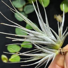チランジア モーリアナ(モウリアナ) Tillandsia mauryana＊エア