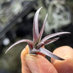チランジア モーリアナ(モウリアナ) Tillandsia mauryana＊エア