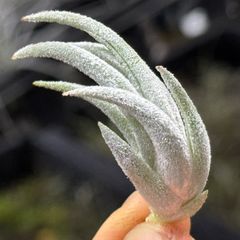 チランジア モーリアナ(モウリアナ) Tillandsia mauryana＊エア