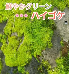 ハイゴケ　25枚 送料込み　 40㎝✖︎30㎝ メルカリ
