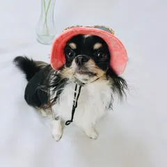 犬服 帽子 ウォッシュ柄 ペット用 ハット ピンク 日除け M0423-VERD-1のサムネイル