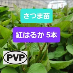2026年最新】紅はるか苗の人気アイテム - メルカリ