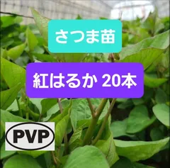 2026年最新】紅はるか苗の人気アイテム - メルカリ