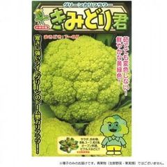来季用 塩原花園 久遠（6号）ロージー（5号） 新芽たくさん出てます