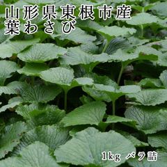 週末まで！‼️岩手県産天然葉わさび 3kg 11000円 - メルカリ
