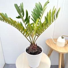 希少！多頭 ザミア プミラ 【現品】メキシコソテツ モダン6号 - メルカリ