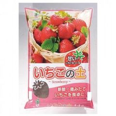 福岡S6号 イチゴ苗 1苗 - メルカリ