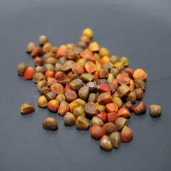 【種子】ブルセラ・ファガロイデス 5粒/Bursera fagaroidesのサムネイル