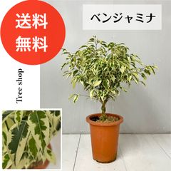 ハンギング・ジャボチカバ 苗 Plinia trunciflora 送料込み！ ハンギング・ジャボチカバ 苗 Plinia trunciflora 送料込み！ - メルカリ