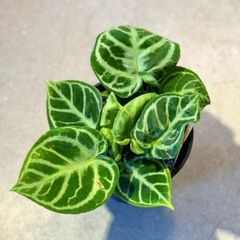 Peperomia argyreia variegated｜斑入り ペペロニア - メルカリ