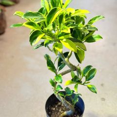 斑入りキンモクセイ希少品種／6号鉢 大苗 約75cm／トリカラーリーフ 常緑 斑入りキンモクセイ希少品種／6号鉢 大苗 約75cm／トリカラーリーフ