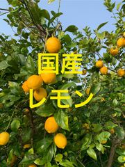 ♡農家直送♡完熟春みかん『なつみ』超訳あり品7キロ！残りわずかに