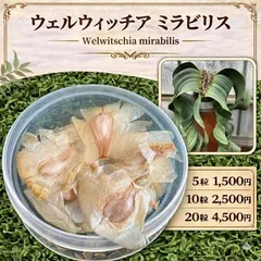 「種子20粒」ウェルウィッチア ミラビリス 4月入荷のサムネイル