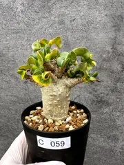 【現品限り】アデニウム・獅子葉 葉巻き 実生【C59】 Adenium DHAのサムネイル