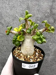 【現品限り】アデニウム・獅子葉 葉巻き 実生【C62】 Adenium DHAのサムネイル
