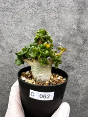 【現品限り】アデニウム・獅子葉 葉巻き 実生【C63】 Adenium DHAのサムネイル