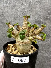 【現品限り】アデニウム・獅子葉 葉巻き 実生【C57】 Adenium DHAのサムネイル