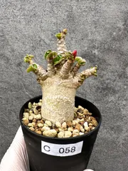 【現品限り】アデニウム・獅子葉 葉巻き 実生【C58】 Adenium DHAのサムネイル