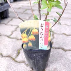 ハナキリン 八福神 ポット鉢土付き苗 お届け後このまま飾れます 現品