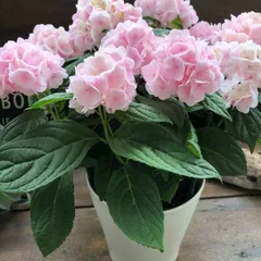 ポットごと　4号♡伊予獅子でまり♡山アジサイ♡手鞠咲き♡紫陽花