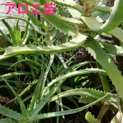 2026年最新】キダチアロエの人気アイテム - メルカリ