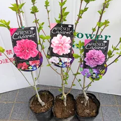 八重咲き　ムクゲ　フレンチキャバレー　３種３色　庭木　苗木のサムネイル