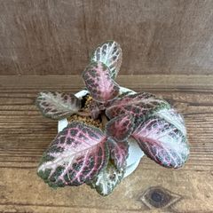 みゆき様専用エピスシア クプレアタ クレオパトラ 子株 EPISCIA - メルカリ