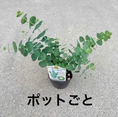 ランダム発送】ポットごと ユーカリ 3号ポット 苗木 庭木 9cmポット苗 樹高約40cm  生垣  シンボルツリー 記念樹 プレゼント ギフトのサムネイル