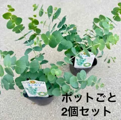 ランダム発送】ポットごと ユーカリ 3号ポット×2 苗木 庭木 9cmポット苗 樹高約40cm  生垣  シンボルツリー 記念樹 プレゼント ギフトのサムネイル