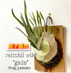 胞子 販売 【Ridleyi thin frond 細葉 リドレイ】 胞子培養 ビカクシダ 胞子 販売 【Ridleyi thin frond 細葉 リドレイ】 胞子培養 ビカクシダ