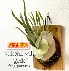 胞子 販売 【veitchii gede ベイチー ゲデ】 胞子培養 ビカクシダ スポア spore 1パック 【ジフィー2回分ほど】約0.1ml 入りのサムネイル
